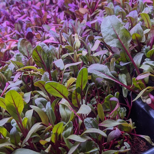Early Beets Microgreens - Fresh/Local Delivery Only