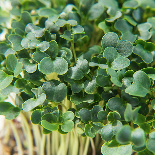 Kale Microgreens Mix - Fresh/Local Delivery Only