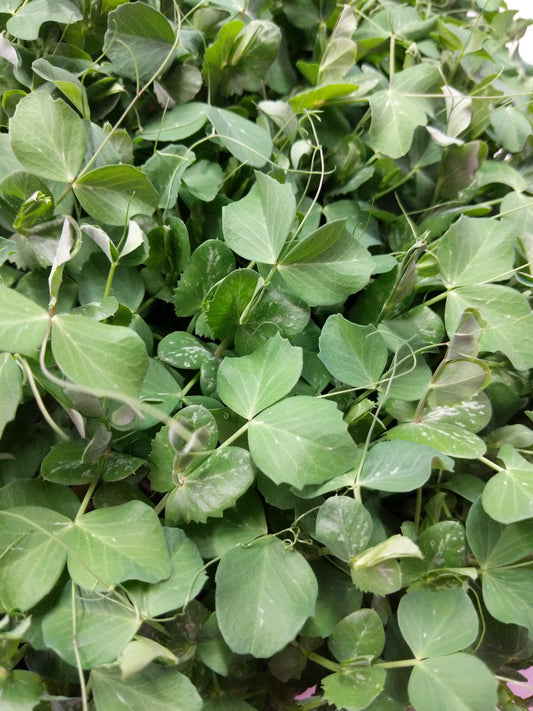 Snap Pea Microgreens - Fresh/Local Delivery Only