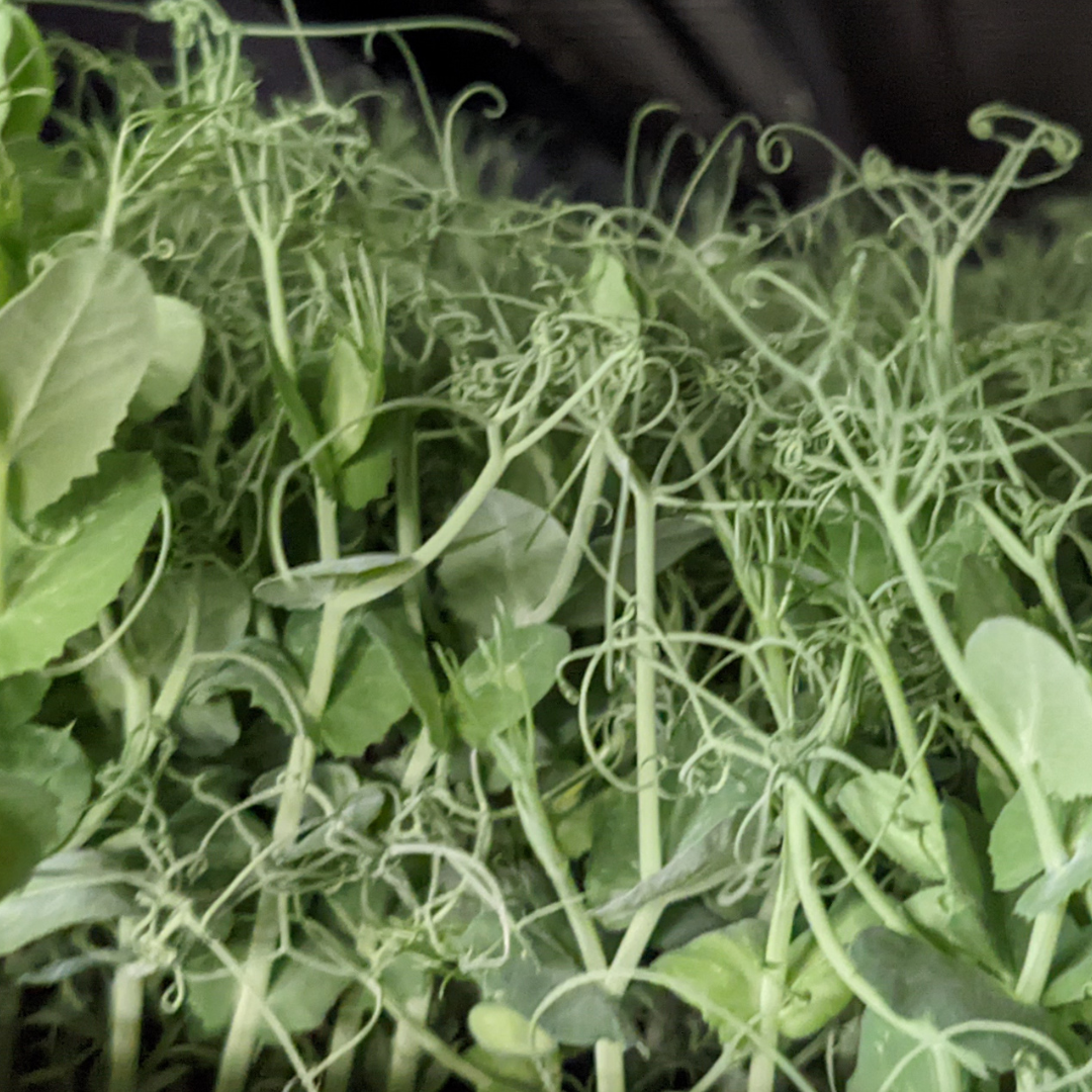 Pea Tendril Microgreens - Fresh/Local Delivery Only