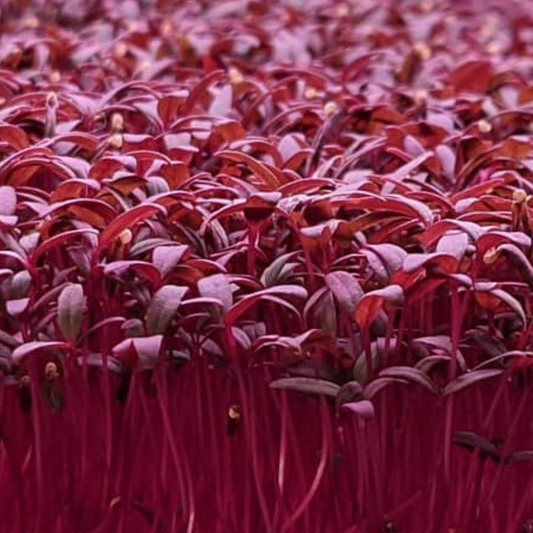 Red Amaranth Microgreens - Fresh/Local Delivery Only