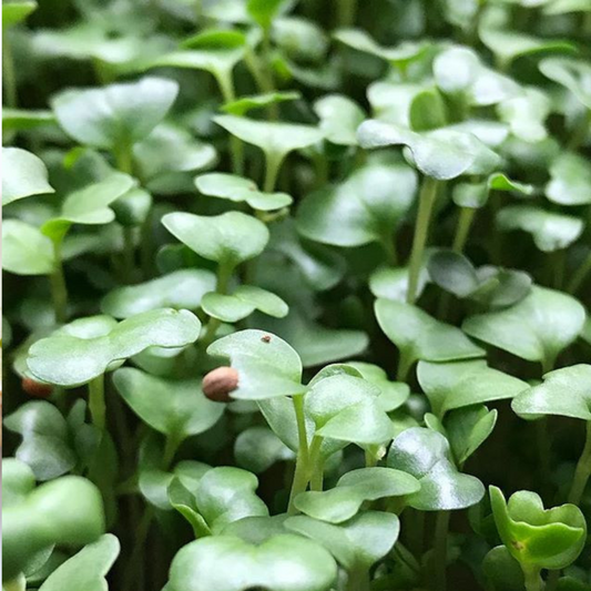 Broccoli Microgreens - Fresh/Local Delivery Only