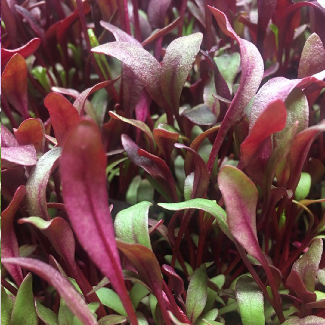 Bull's Blood Beets Microgreens - Fresh/Local Delivery Only