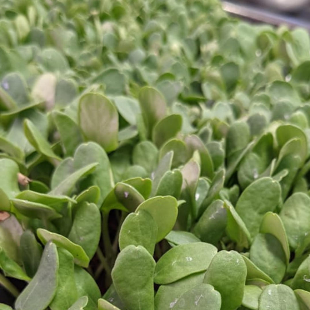 Cantaloupe Microgreens - Fresh/Local Delivery Only