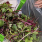 Farmer's Market Microgreens Mix - Fresh/Local Delivery Only