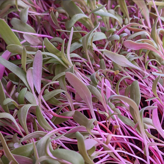 Pink Swiss Chard Microgreens - Fresh/Local Delivery Only