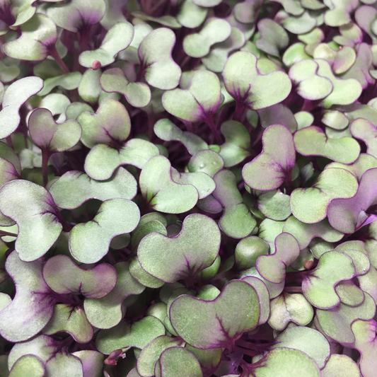 Red Cabbage Microgreens - Fresh/Local Delivery Only