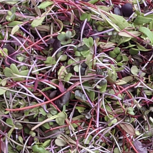 Red Sprinkles Microgreen Mix - Fresh/Local Delivery Only