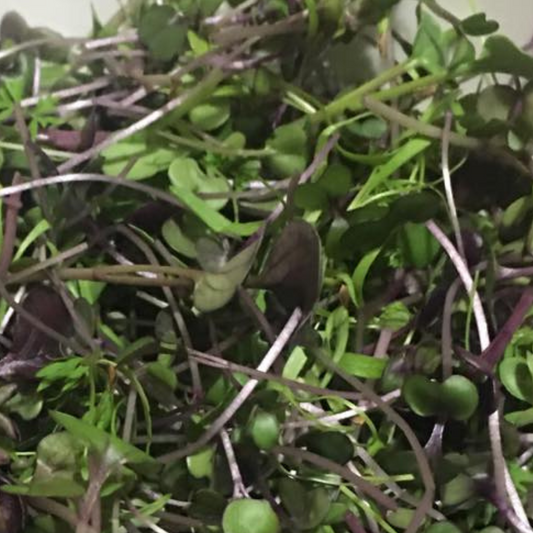 Spicy Microgreens Mix - Fresh/Local Delivery Only