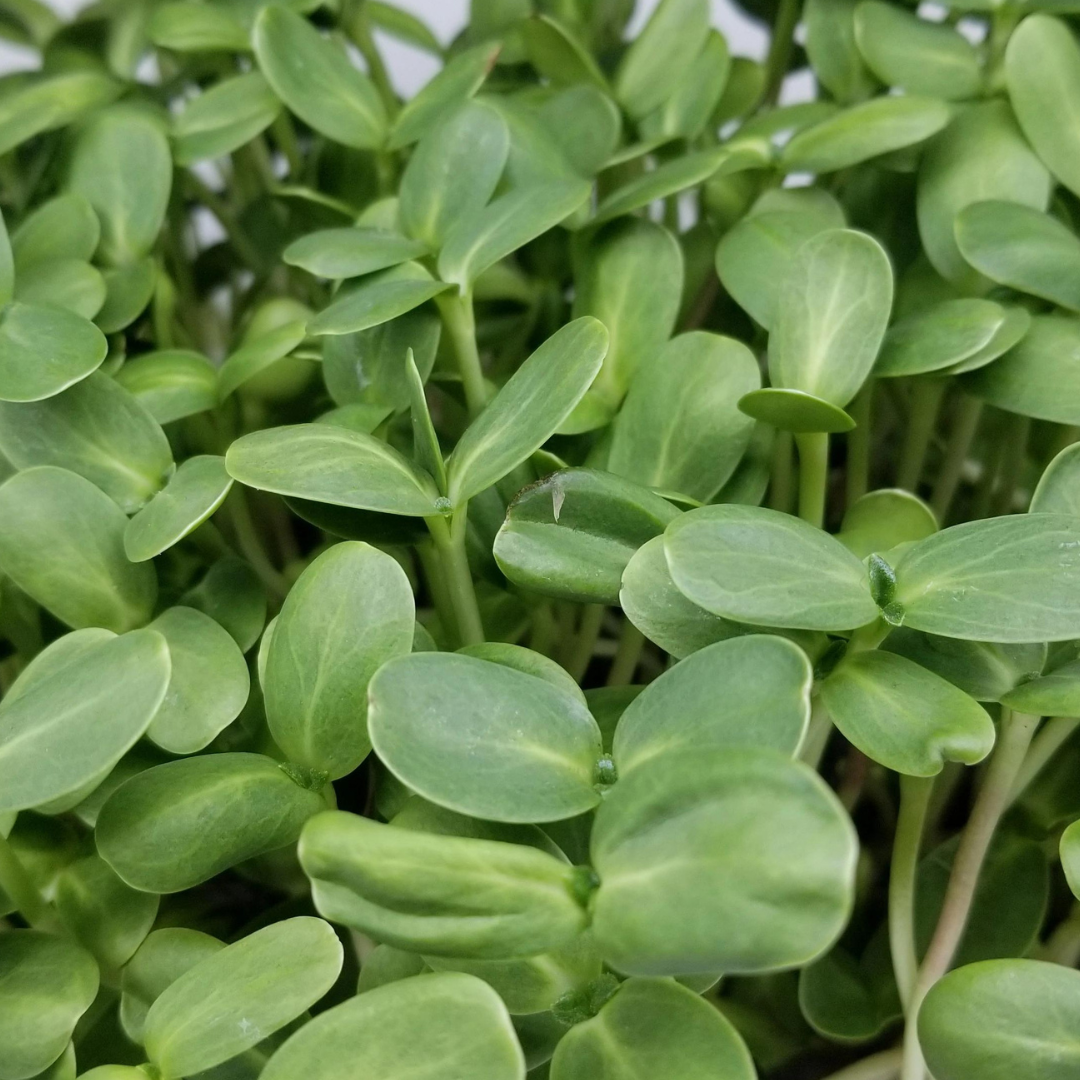 Sunflower Microgreens - Fresh/Local Delivery Only